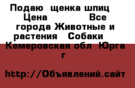 Подаю. щенка шпиц  › Цена ­ 27 000 - Все города Животные и растения » Собаки   . Кемеровская обл.,Юрга г.